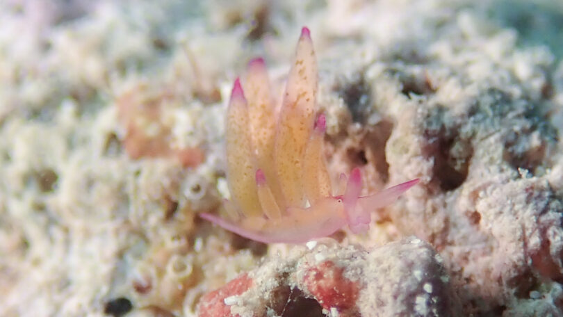 オレンジモウミウシ Hermaea sp. 1 _奄美大島