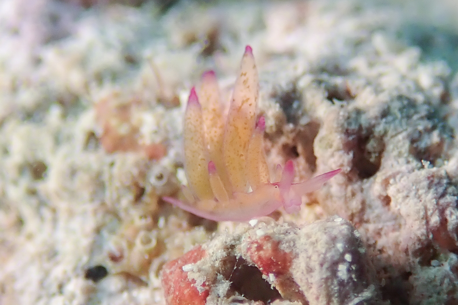 オレンジモウミウシ Hermaea sp. 1