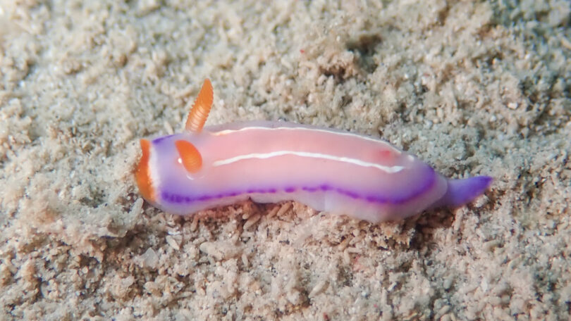 ハナイロウミウシ Thorunna florens (Baba, 1949)_奄美大島