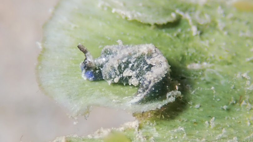 ルリイロミドリガイ Elysia sp. 8 _奄美大島