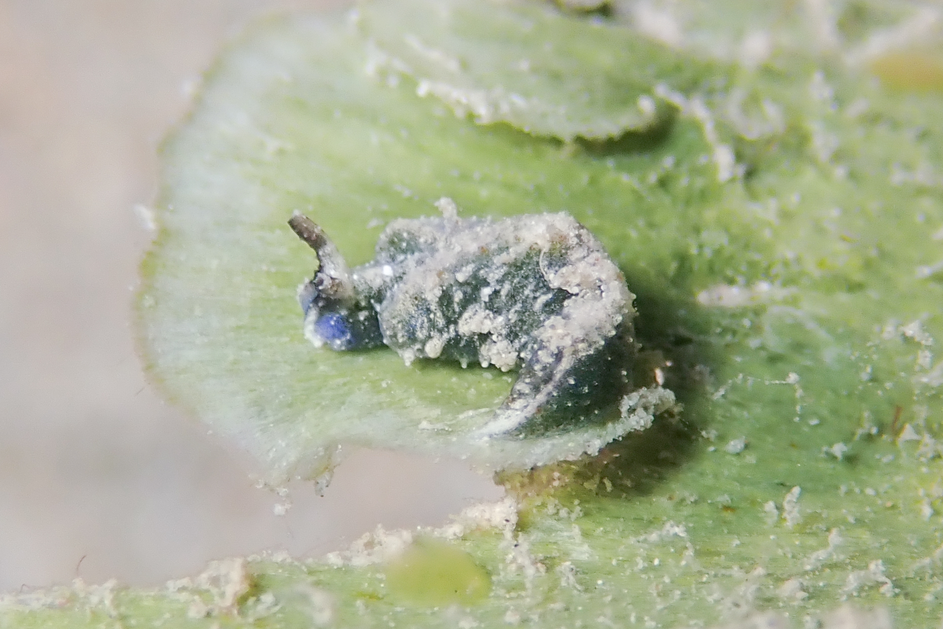 ルリイロミドリガイ Elysia sp. 8