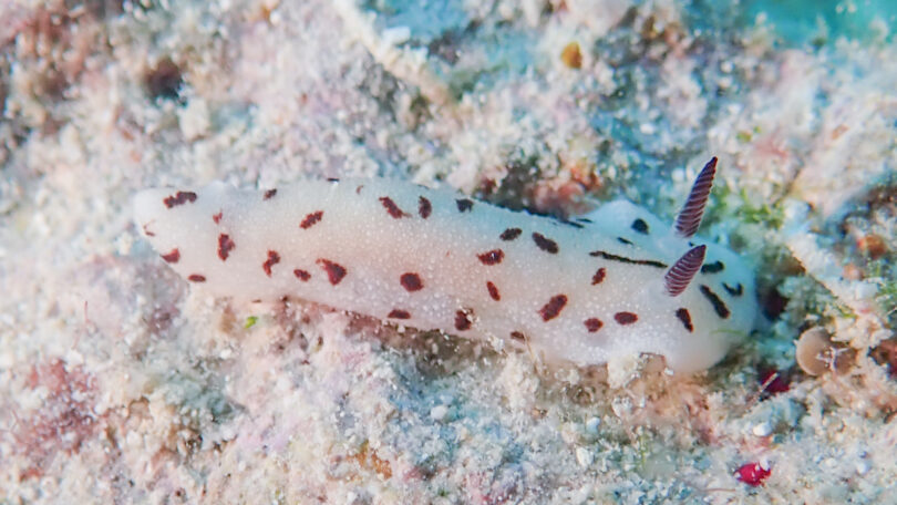 マイチョコウミウシ Paradoris sp. 1 _奄美大島