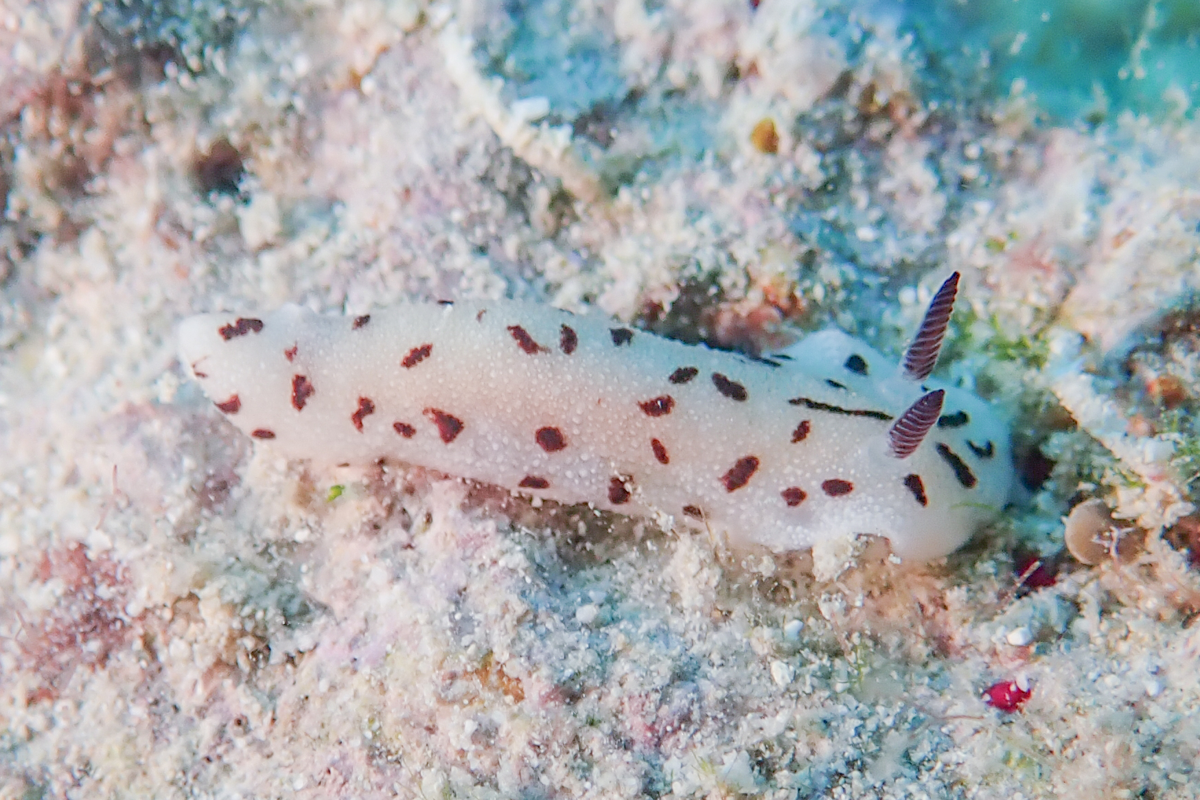 マイチョコウミウシ Paradoris sp. 1