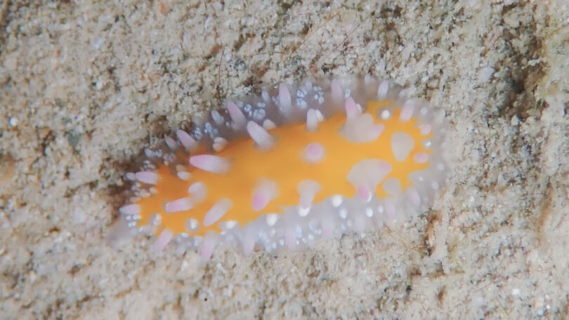 ニセイガグリウミウシ Cadlinella subornatissima Baba, 1996_奄美大島