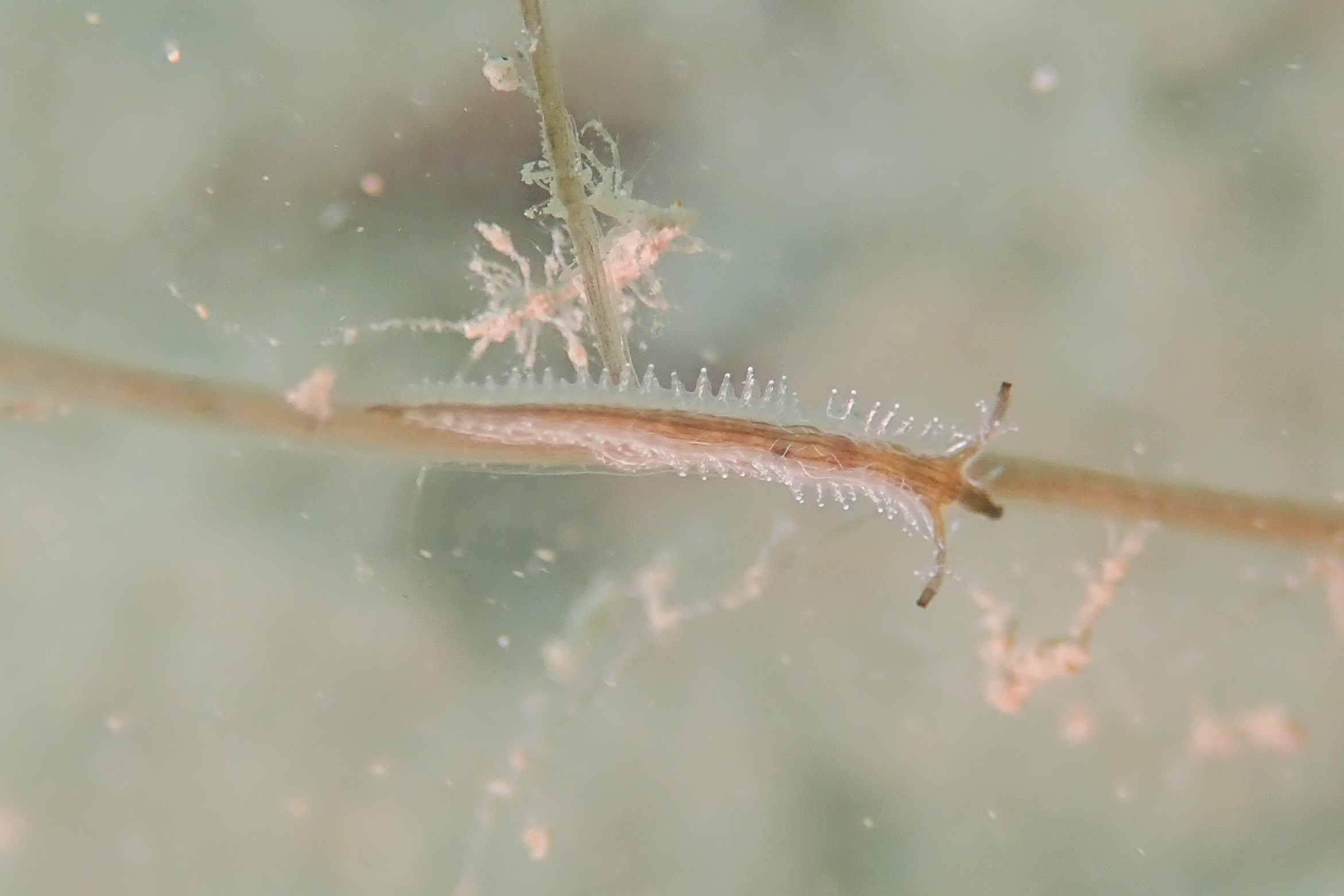 ゼンチュウウミウシ Lomanotus vermiformis Eliot, 1908