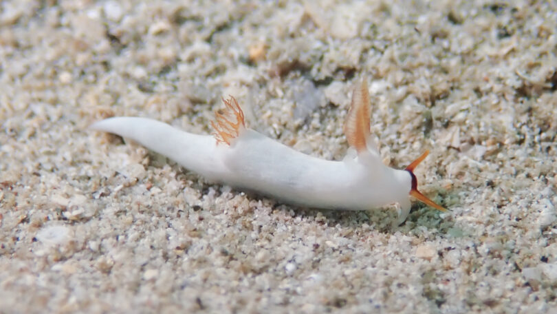 クチヒゲツガルウミウシ Trapania gibbera Gosliner & Fahey, 2008_奄美大島