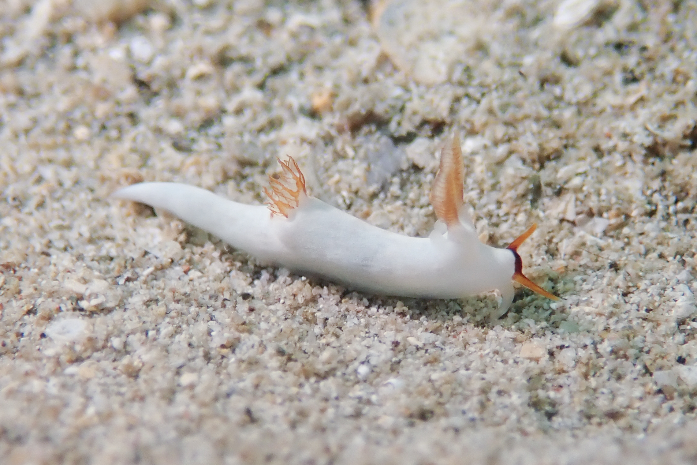 クチヒゲツガルウミウシ Trapania gibbera Gosliner & Fahey, 2008