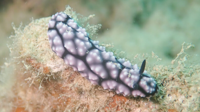 コイボウミウシ Phyllidiella pustulosa (Cuvier, 1804)_奄美大島