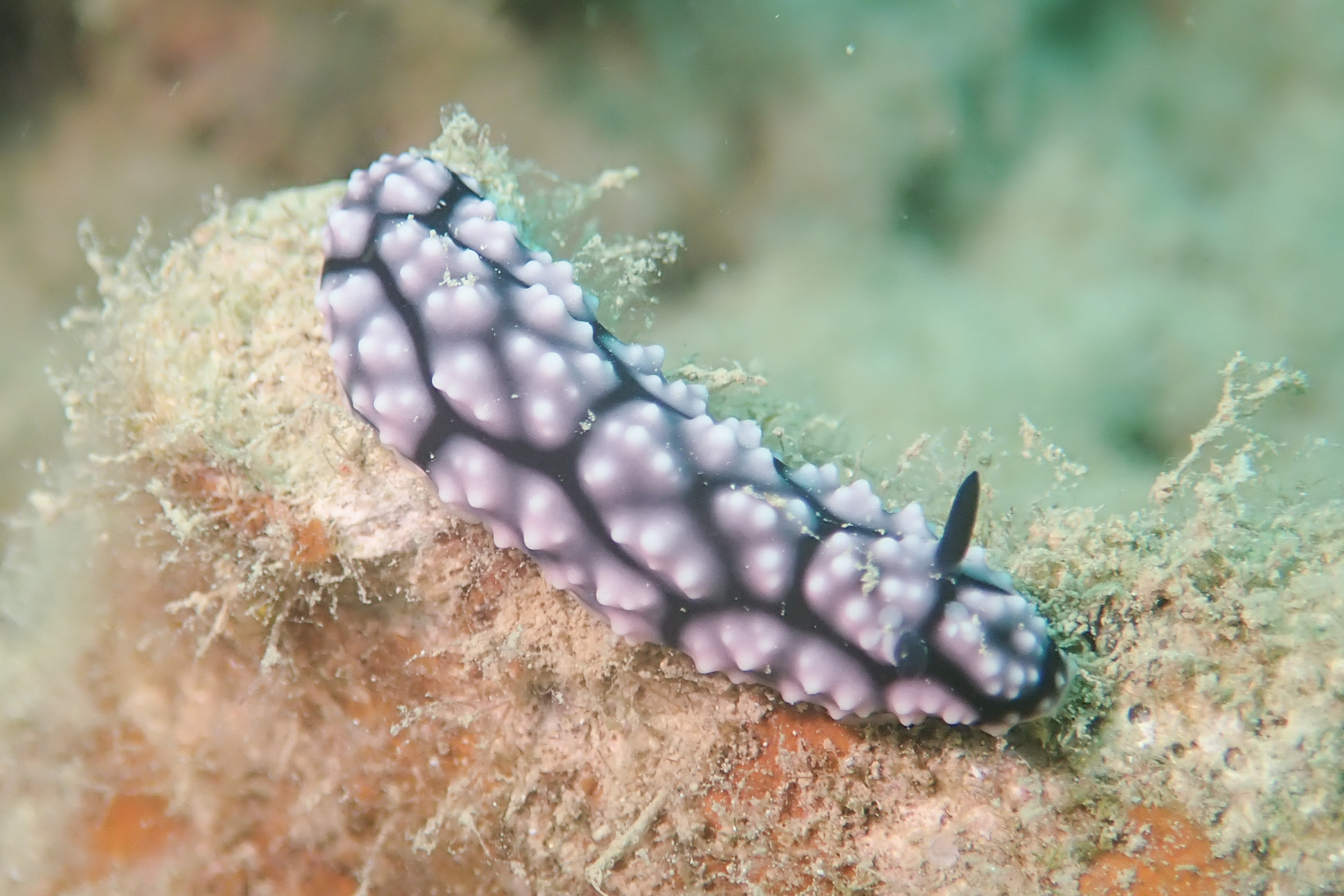 コイボウミウシ Phyllidiella pustulosa (Cuvier, 1804)