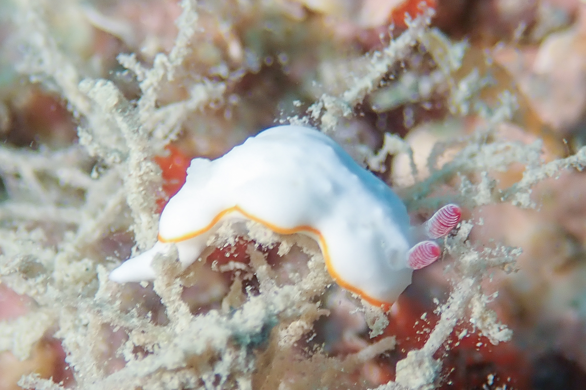 シラユキモドキ Verconia subnivalis (Baba, 1987)