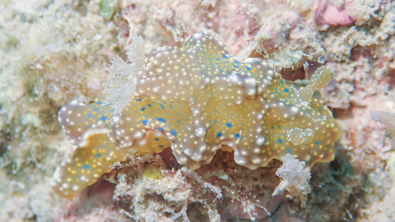 ヨセナミウミウシ Miamira sinuata (van Hasselt, 1824)_奄美大島