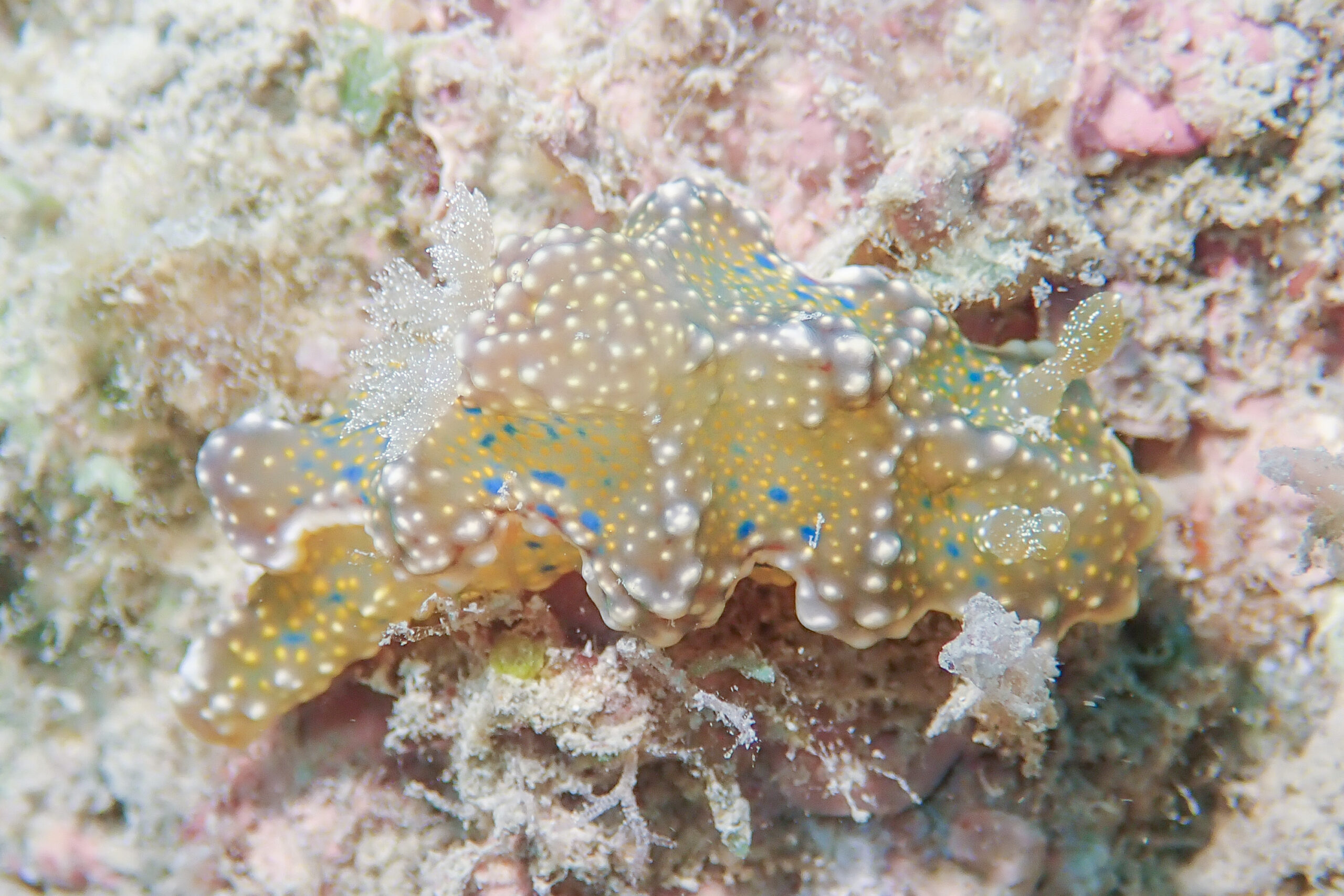 ヨセナミウミウシ Miamira sinuata (van Hasselt, 1824)