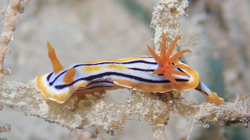 コールマンウミウシ Chromodoris colemani Rudman, 1982_奄美大島