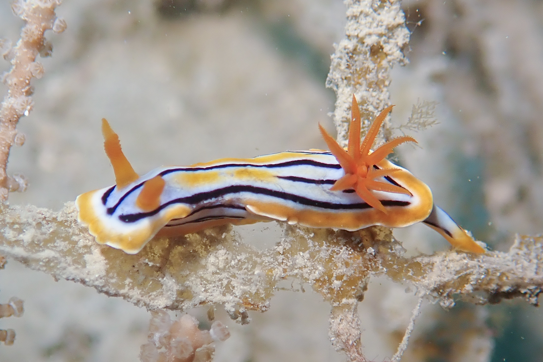 コールマンウミウシ Chromodoris colemani Rudman, 1982