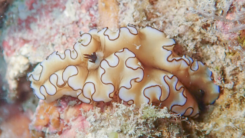 キイロウミウシ Doriprismatica atromarginata (Cuvier, 1804)_奄美大島