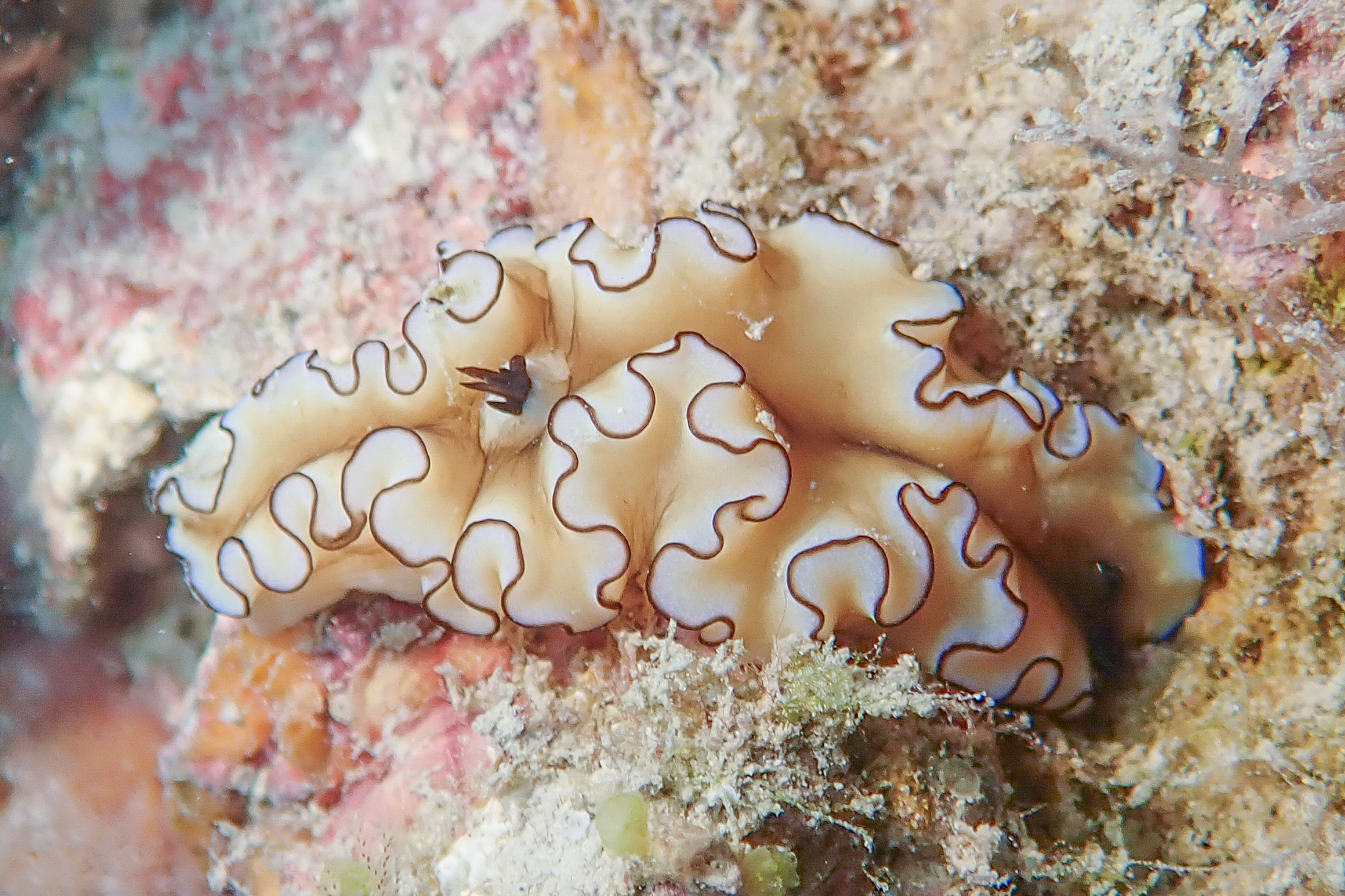 キイロウミウシ Doriprismatica atromarginata (Cuvier, 1804)