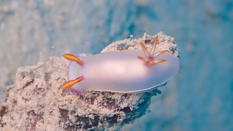 ゾウゲイロウミウシ Hypselodoris bullockii (Collingwood, 1881)_奄美大島