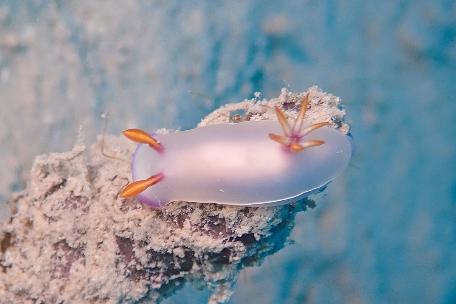 ゾウゲイロウミウシ Hypselodoris bullockii (Collingwood, 1881)