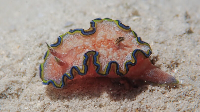 モンジャウミウシ Glossodoris cf. cincta (Bergh, 1888)_奄美大島