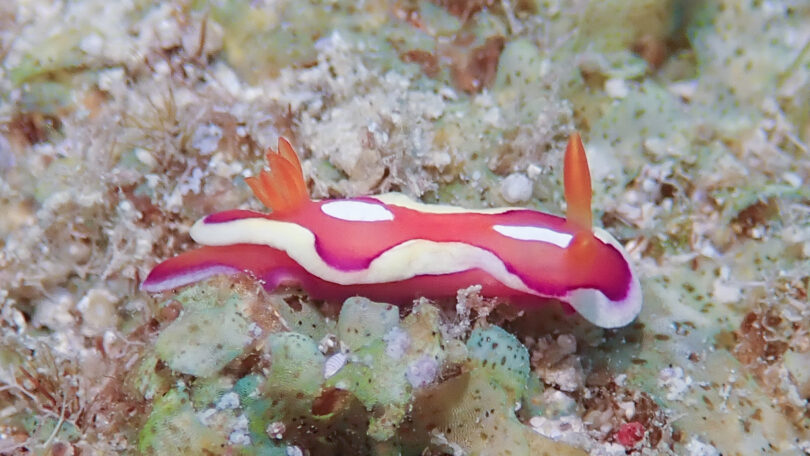 キベリアカイロウミウシ Mexichromis pusilla (Bergh, 1874)_奄美大島
