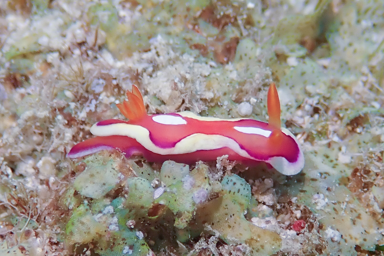 キベリアカイロウミウシ Mexichromis pusilla (Bergh, 1874)