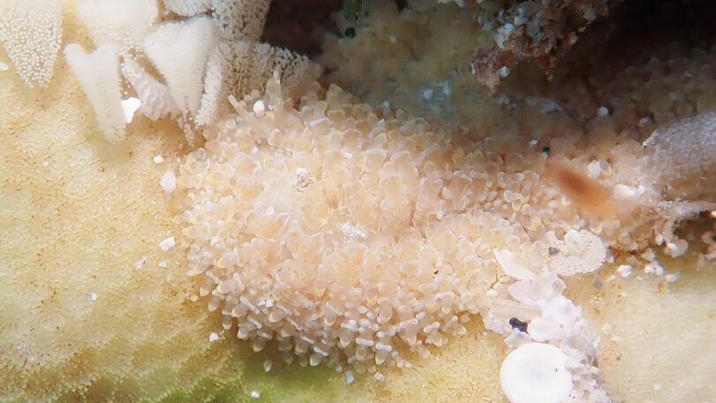 ジボガミノウミウシ Phestilla lugubris (Bergh, 1870)_奄美大島