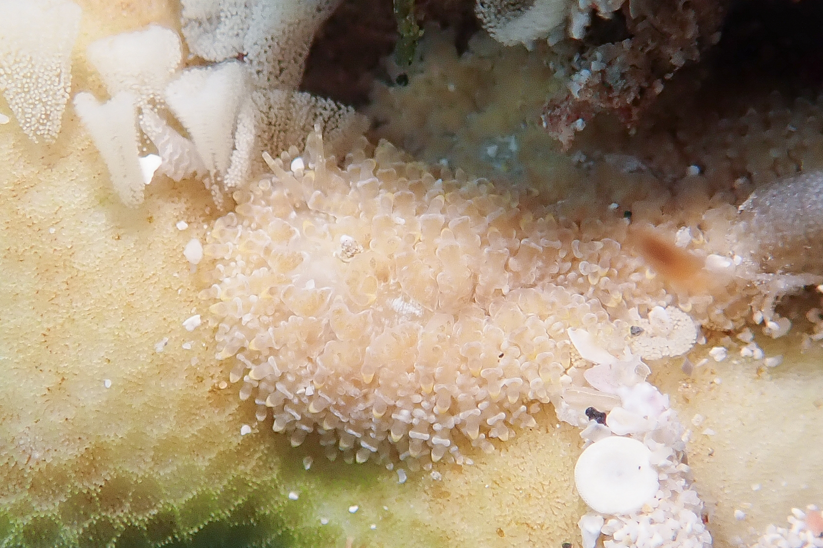 ジボガミノウミウシ Phestilla lugubris (Bergh, 1870)