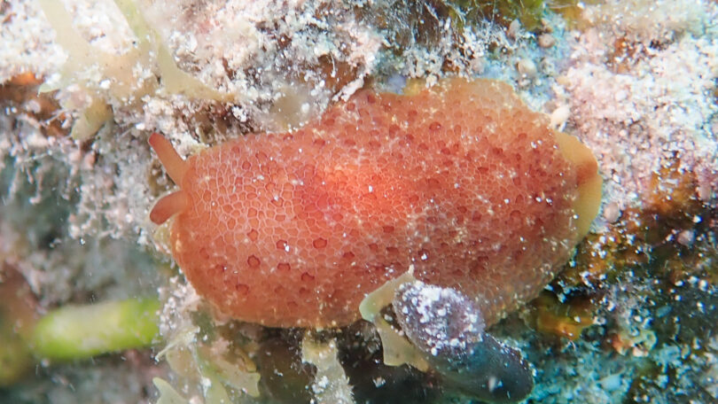 カメノコフシエラガイ Pleurobranchus peronii Cuvier, 1804_奄美大島