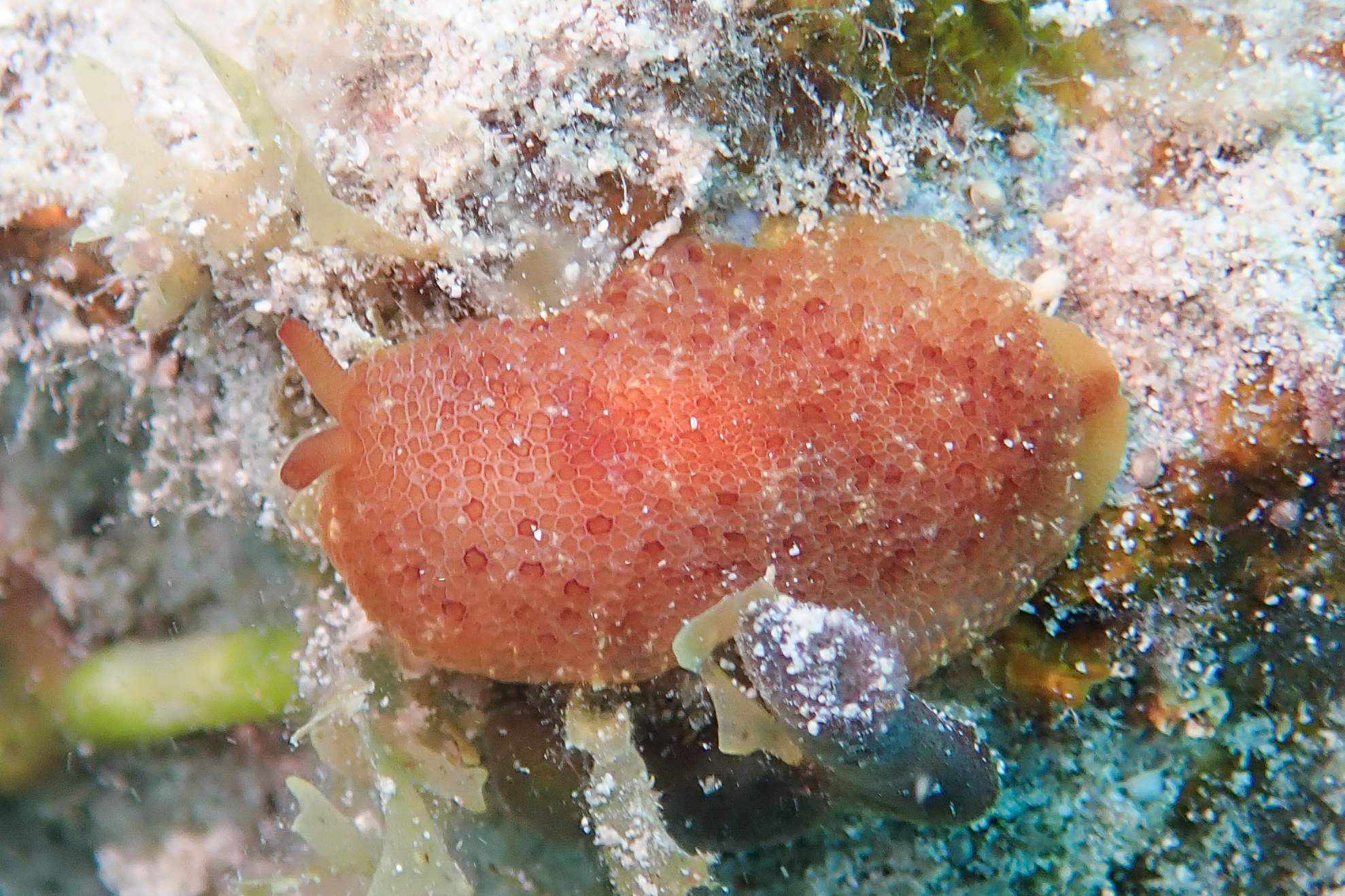 カメノコフシエラガイ Pleurobranchus peronii Cuvier, 1804