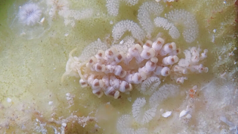 チビミノウミウシ Phestilla minor Rudman, 1981_奄美大島