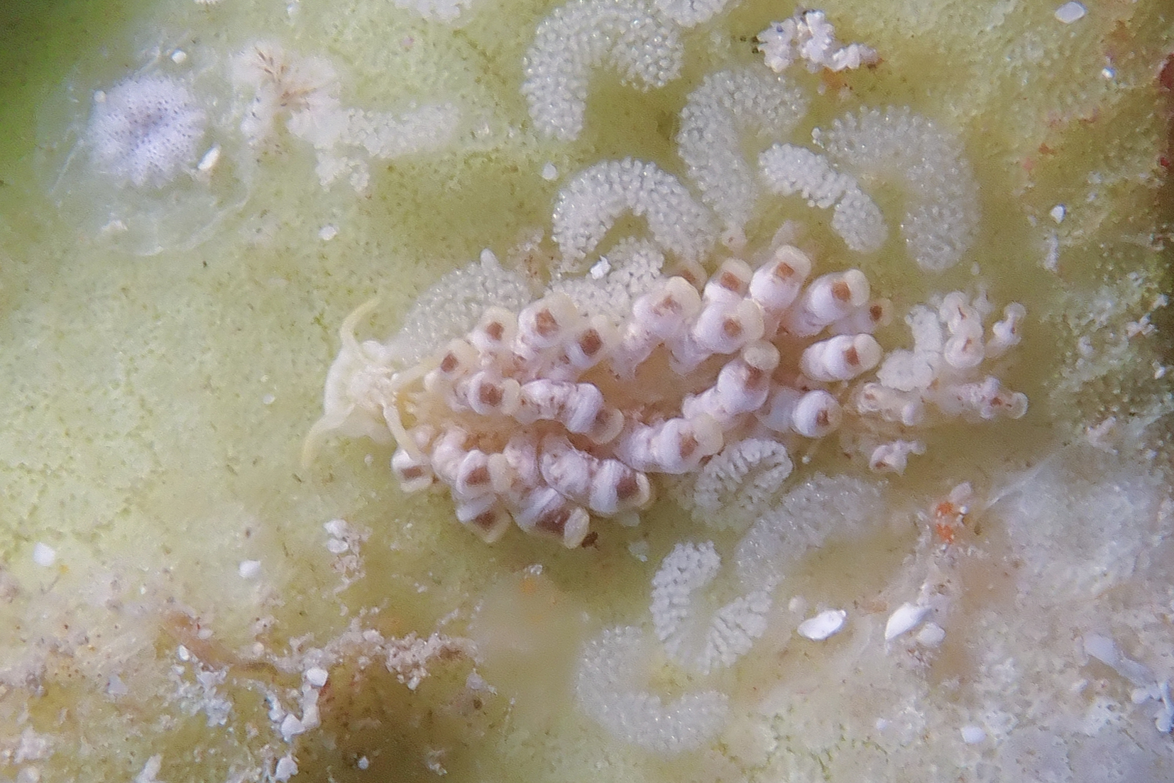 チビミノウミウシ Phestilla minor Rudman, 1981