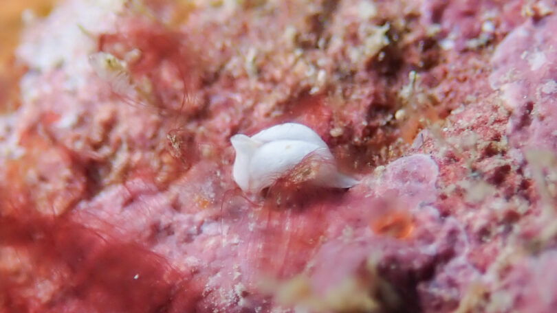 シロウミコチョウ Gastropteron sp. 3_奄美大島