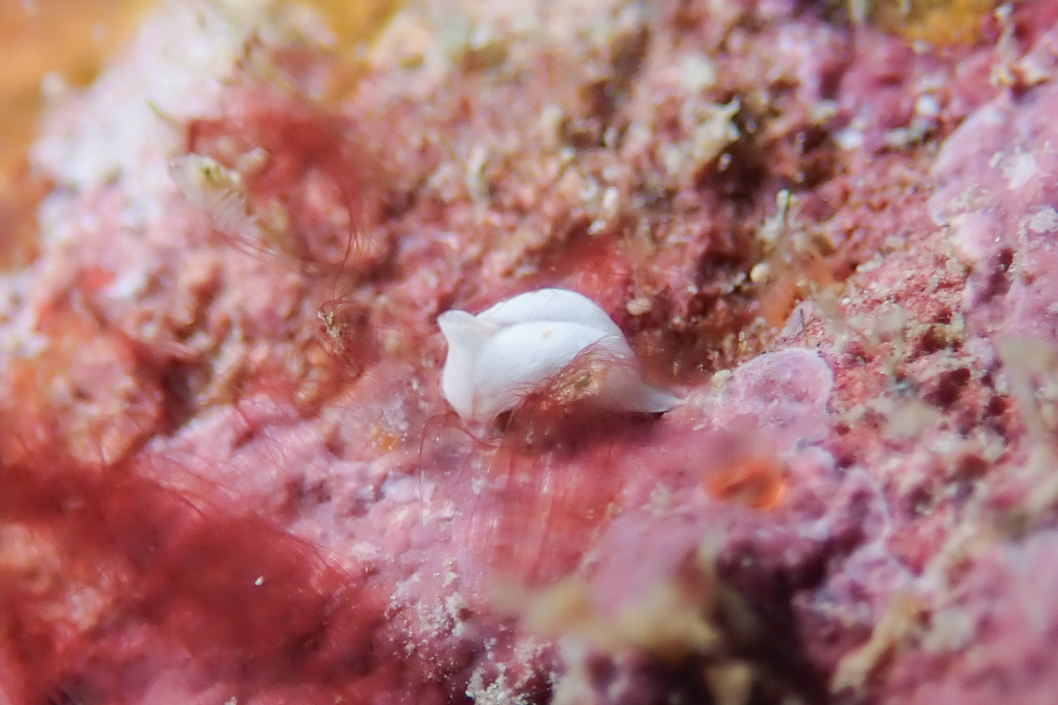 シロウミコチョウ Gastropteron sp. 3