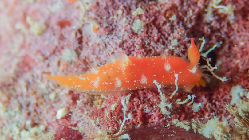ヒメエダウミウシ Kaloplocamus acutus Baba, 1955_奄美大島