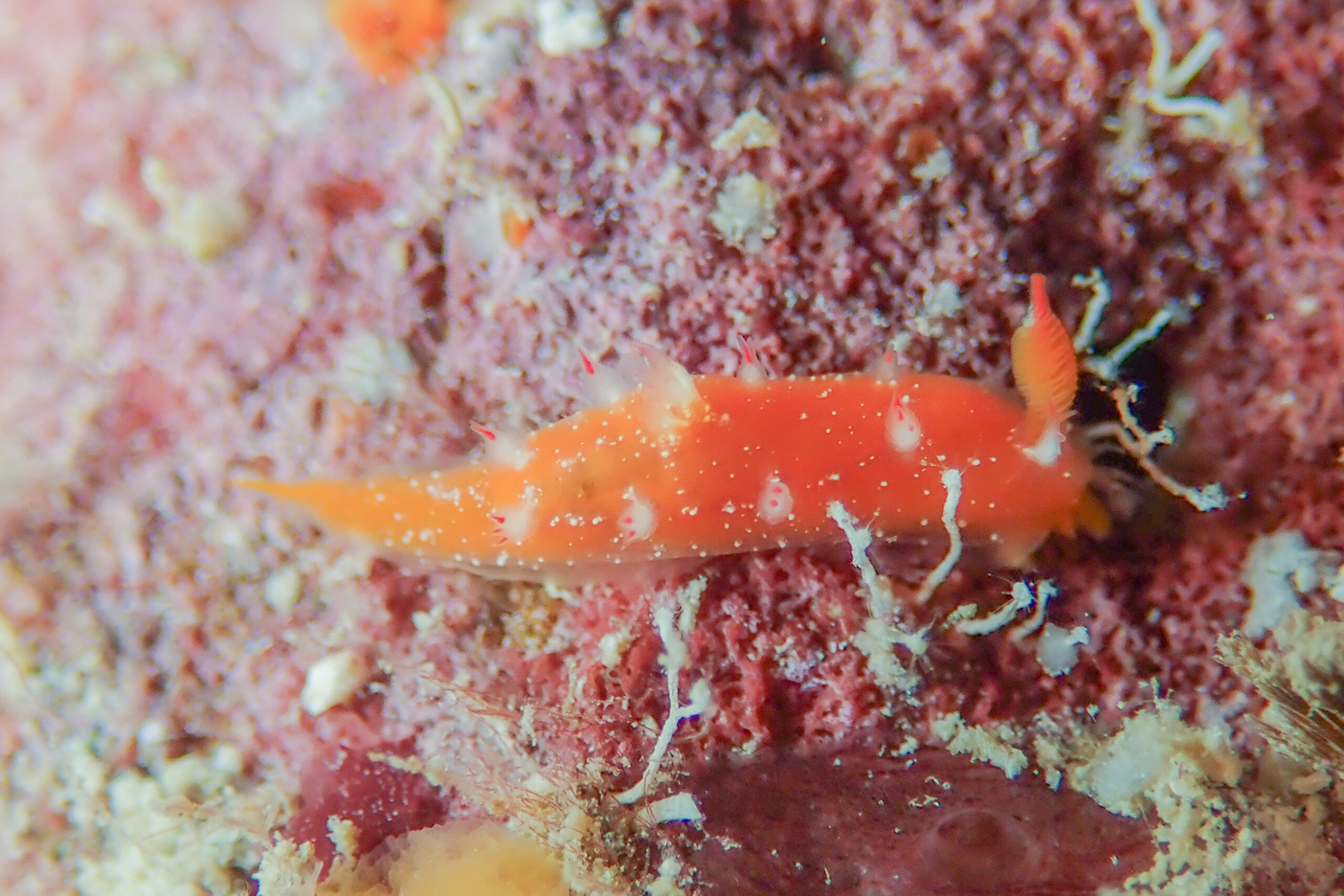 ヒメエダウミウシ Kaloplocamus acutus Baba, 1955