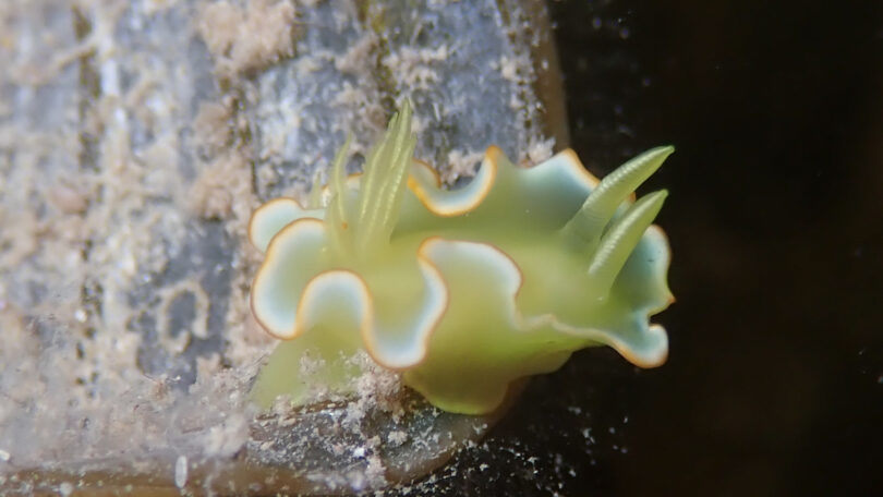サフランイロウミウシ Diversidoris crocea (Rudman, 1986)_奄美大島