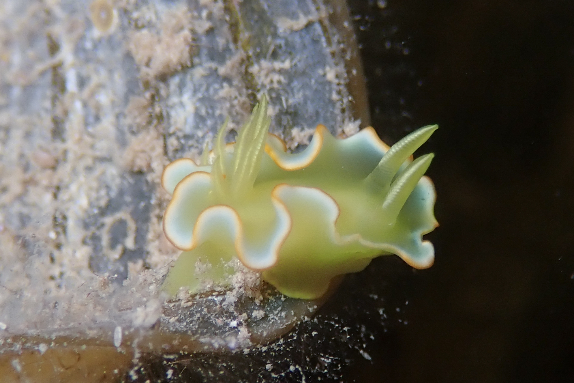 サフランイロウミウシ Diversidoris crocea (Rudman, 1986)