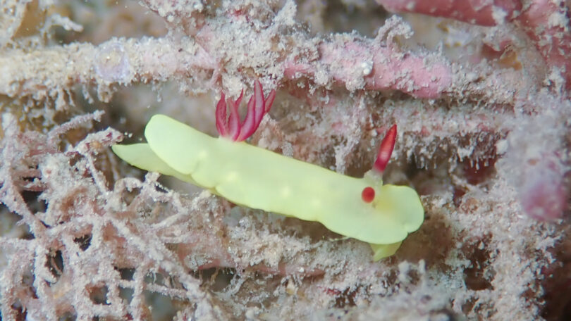 ラボウトウミウシ Verconia sp. 4_奄美大島