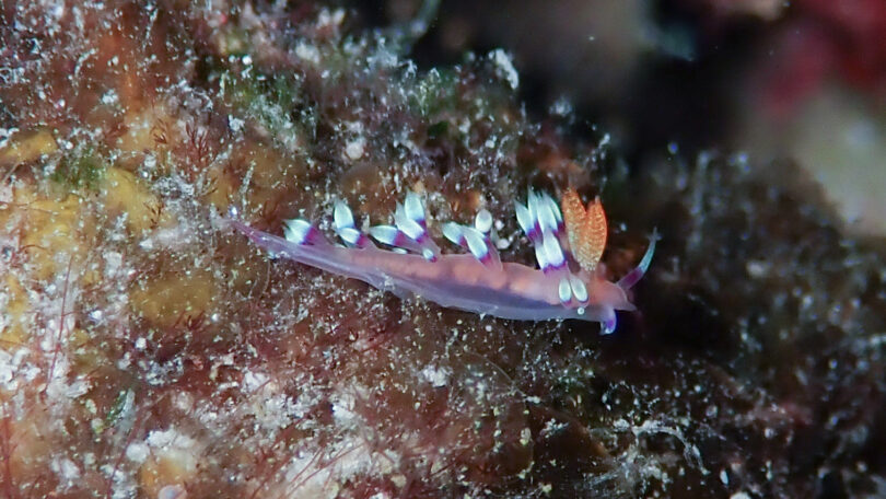 アデヤカミノウミウシ Coryphellina exoptata (Gosliner & Willan, 1991)_奄美大島