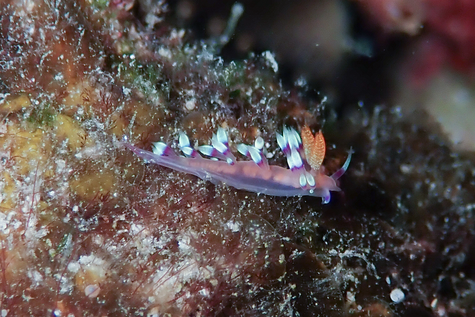 アデヤカミノウミウシ Coryphellina exoptata (Gosliner & Willan, 1991)
