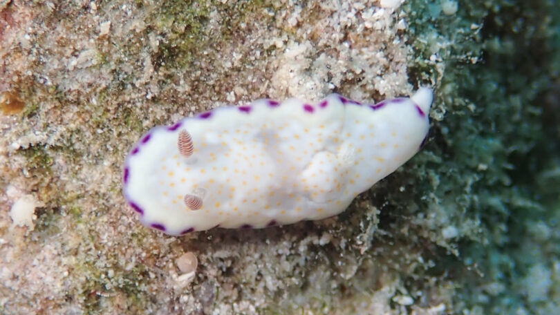 Goniobranchus rufomaculatus (Pease, 1871)_奄美大島