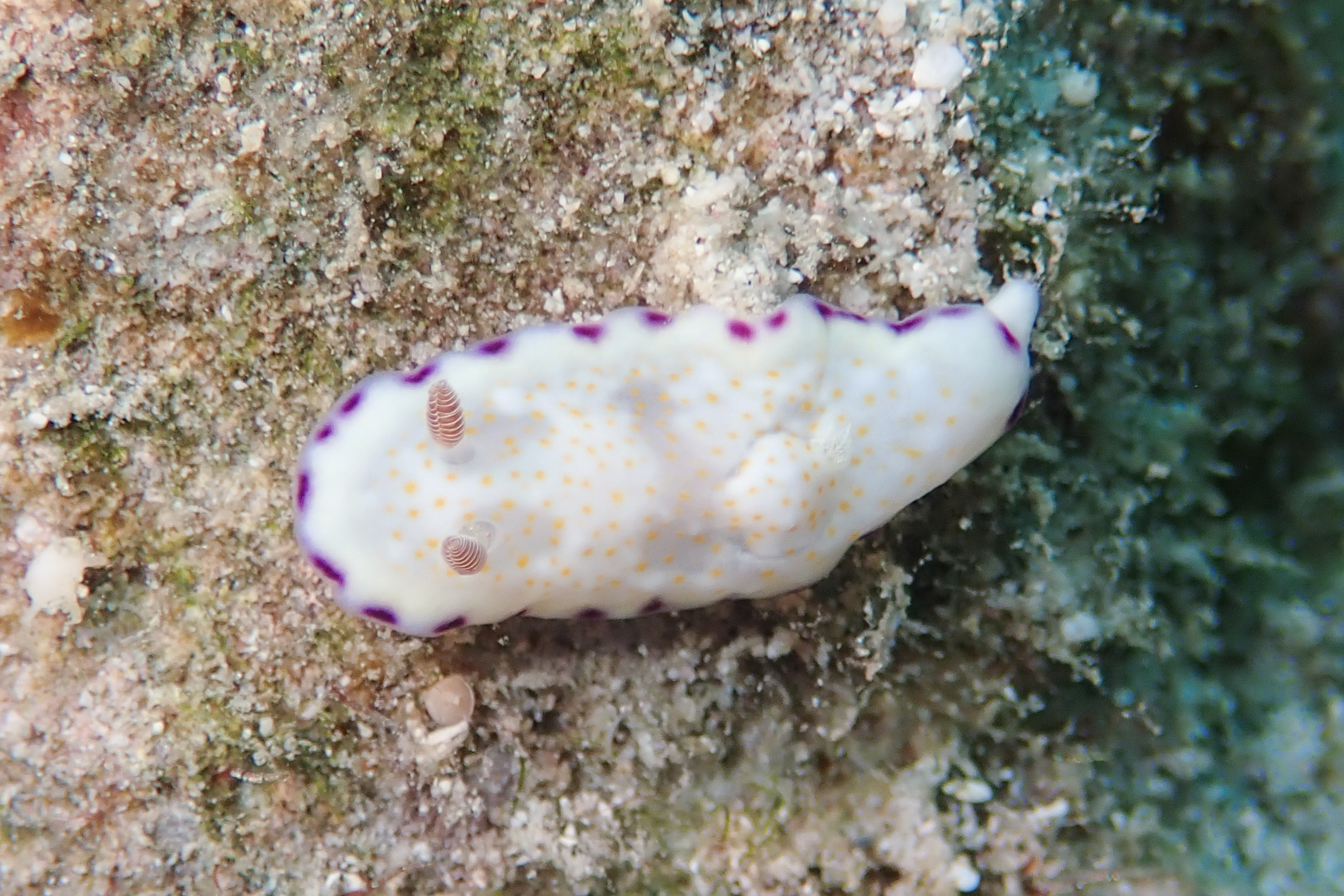 ヒメコモンウミウシ Goniobranchus rufomaculatus (Pease, 1871)