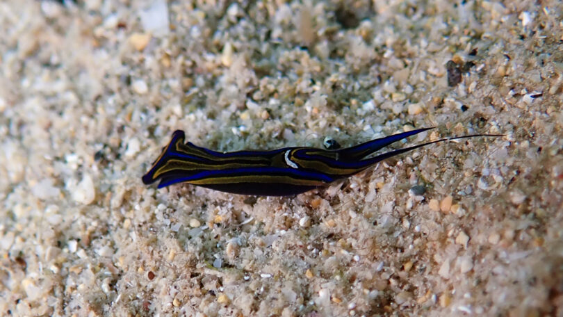 ニシキツバメガイ_奄美大島