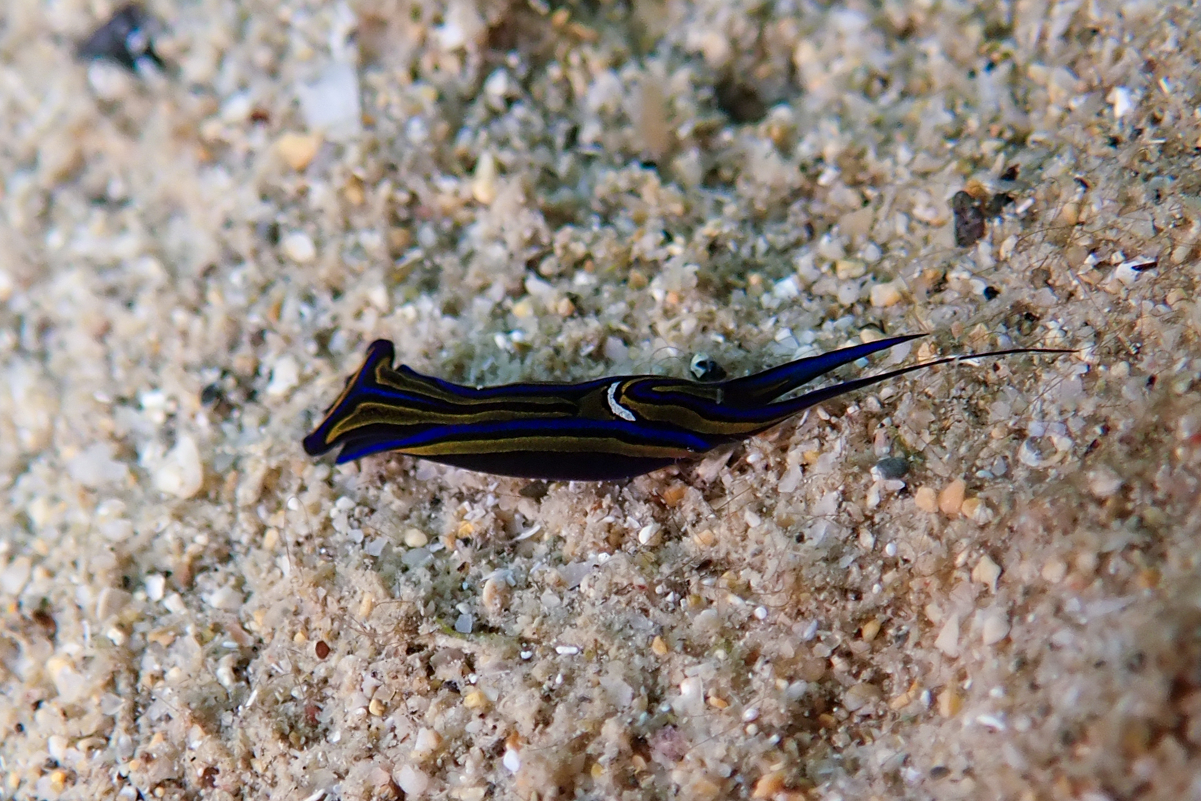 ニシキツバメガイ Chelidonura hirundinina (Quoy & Gaimard, 1833)