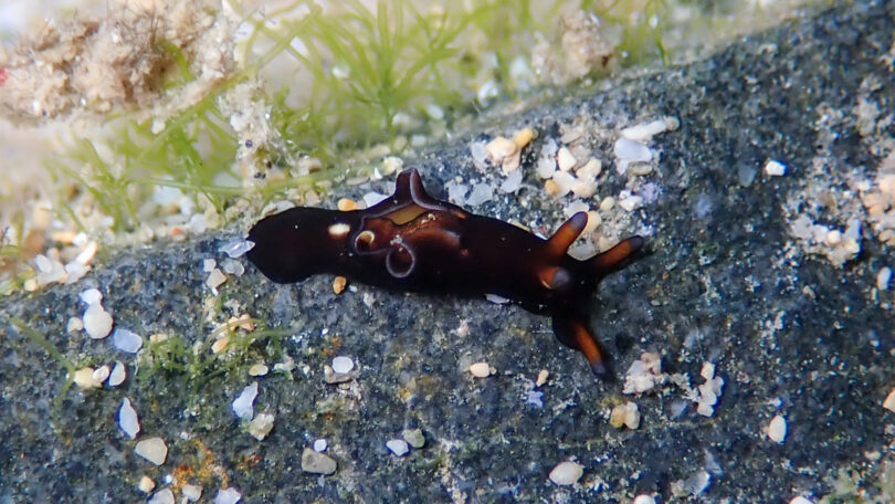 クロヘリアメフラシ_奄美大島