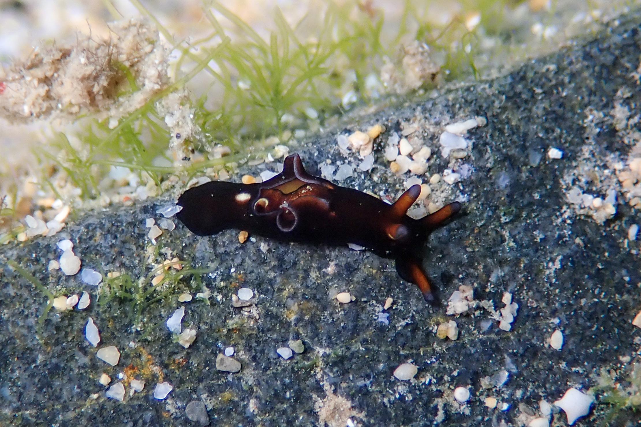 アプリシア・ニグロチンクタ Aplysia nigrocincta von Martens, 1880
