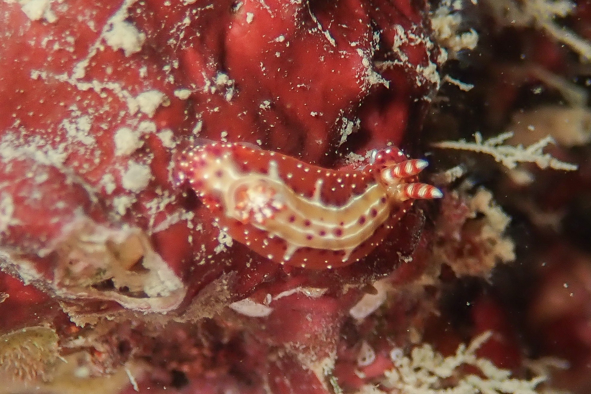 センテンイロウミウシ Hypselodoris decorata (Risbec, 1928)