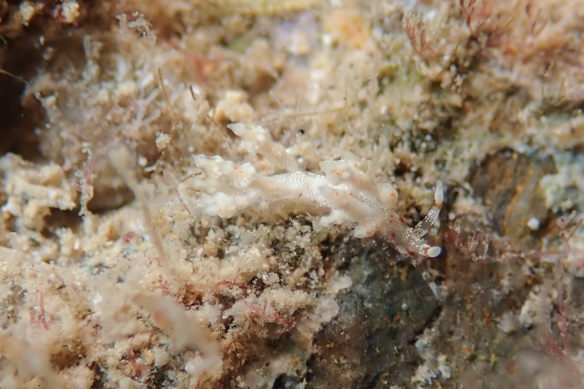 ヒョウタンミノウミウシ Eubranchus sp.10