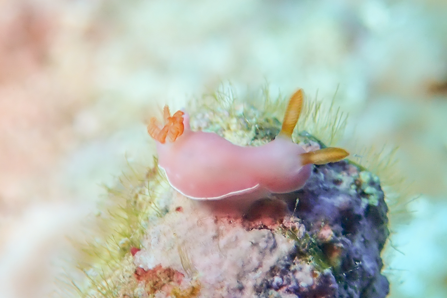 フジムスメウミウシ Verconia romeri (Risbec, 1928)