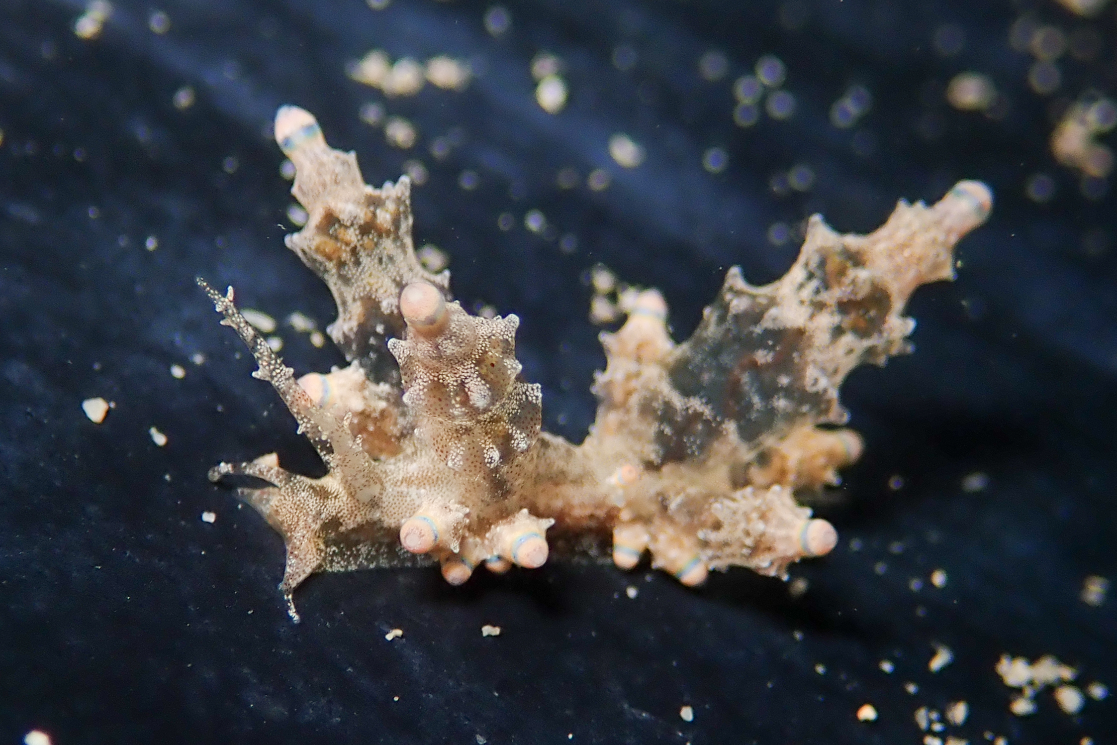 ツノトゲホリミノウミウシ Eubranchus rubropunctatus Edmunds, 1969